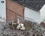 Capi_Dubne_20250610_045503.jpg