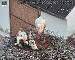 Capi_Dubne_20250610_050002.jpg