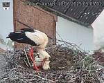 Capi_Dubne_20250610_050502.jpg