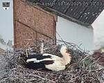 Capi_Dubne_20250610_051003.jpg