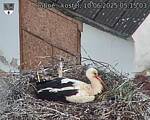 Capi_Dubne_20250610_051503.jpg