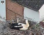 Capi_Dubne_20250610_052002.jpg