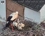 Capi_Dubne_20250610_053004.jpg