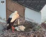Capi_Dubne_20250610_053503.jpg