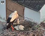 Capi_Dubne_20250610_054003.jpg