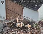 Capi_Dubne_20250610_054503.jpg