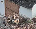Capi_Dubne_20250610_055003.jpg
