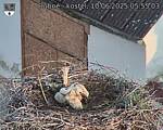 Capi_Dubne_20250610_055503.jpg