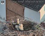 Capi_Dubne_20250610_060003.jpg