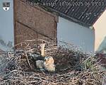 Capi_Dubne_20250610_060503.jpg