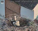 Capi_Dubne_20250610_061003.jpg