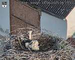 Capi_Dubne_20250610_061503.jpg