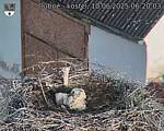 Capi_Dubne_20250610_062003.jpg