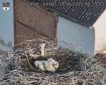 Capi_Dubne_20250610_062503.jpg