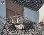 Capi_Dubne_20250610_063004.jpg
