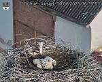 Capi_Dubne_20250610_063503.jpg