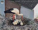 Capi_Dubne_20250610_064503.jpg