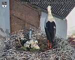 Capi_Dubne_20250610_065003.jpg