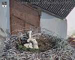 Capi_Dubne_20250610_070003.jpg