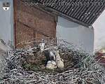 Capi_Dubne_20250610_071003.jpg
