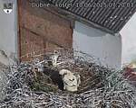 Capi_Dubne_20250610_072003.jpg