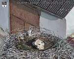Capi_Dubne_20250610_072503.jpg