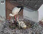 Capi_Dubne_20250610_073003.jpg