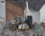 Capi_Dubne_20250610_073503.jpg