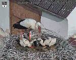 Capi_Dubne_20250610_075503.jpg