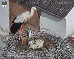 Capi_Dubne_20250610_080002.jpg
