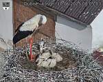 Capi_Dubne_20250610_080503.jpg