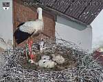Capi_Dubne_20250610_081003.jpg