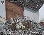 Capi_Dubne_20250610_081503.jpg