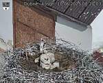 Capi_Dubne_20250610_082003.jpg