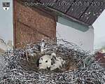 Capi_Dubne_20250610_082503.jpg
