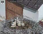 Capi_Dubne_20250610_083003.jpg
