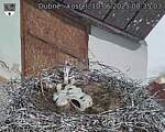 Capi_Dubne_20250610_083503.jpg