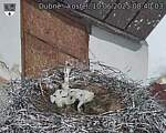 Capi_Dubne_20250610_084003.jpg