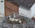 Capi_Dubne_20250610_084503.jpg
