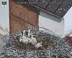 Capi_Dubne_20250610_085003.jpg