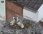Capi_Dubne_20250610_085503.jpg