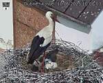 Capi_Dubne_20250610_100003.jpg
