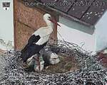 Capi_Dubne_20250610_100503.jpg