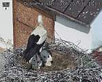 Capi_Dubne_20250610_101003.jpg