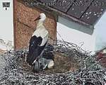 Capi_Dubne_20250610_101503.jpg