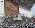 Capi_Dubne_20250610_102003.jpg