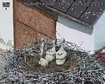 Capi_Dubne_20250610_102503.jpg