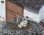 Capi_Dubne_20250610_103003.jpg