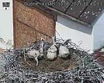 Capi_Dubne_20250610_104003.jpg