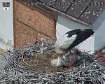 Capi_Dubne_20250610_112003.jpg